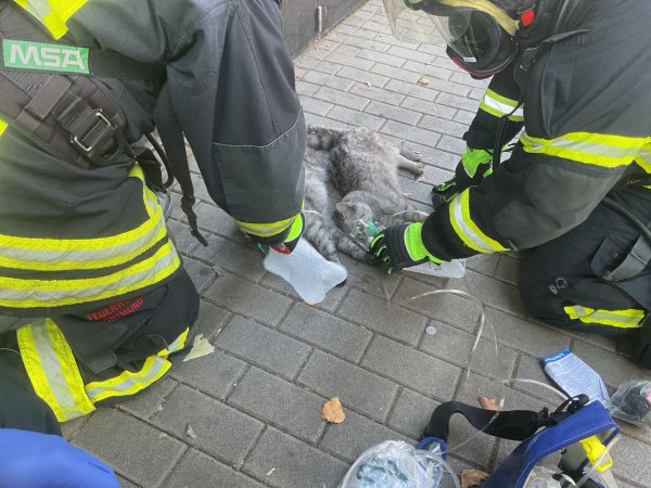Zwei Katzen bekommen Sauerstoff, nachdem sie bei einem Zimmerbrand mit Rauchgas verletzt worden sind. - © -/Feuerwehr Dortmund/dpa