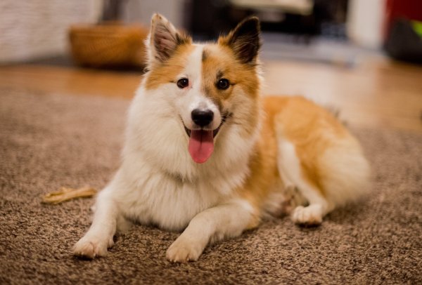 Hund in der Wohnung - © Foto: Julian Stratenschulte/dpa/Symbolbild