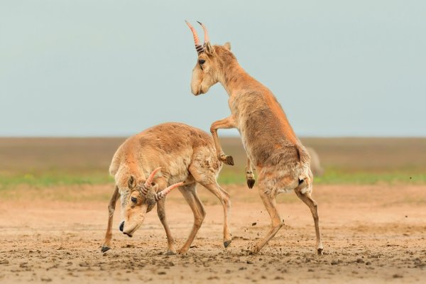 Die Antilopen sind in der zentralasiatischen Steppe beheimatet. - © Andrey Giljov/BMC Journals Image Competition/dpa