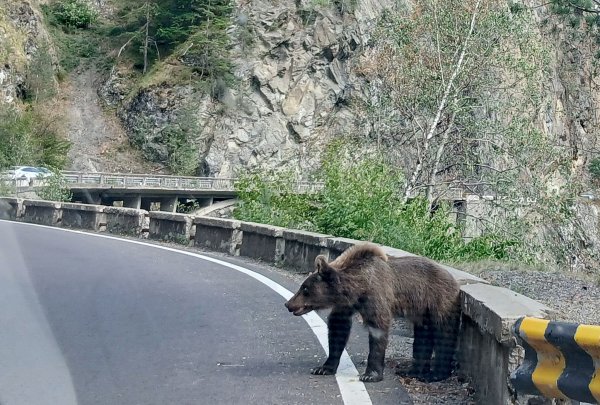 Ein etwa fünf Jahre alter Jungbär auf der Bergstraße Transfagarasan in den rumänischen Karpaten knurrt Autofahrer an. - © Kathrin Lauer/dpa