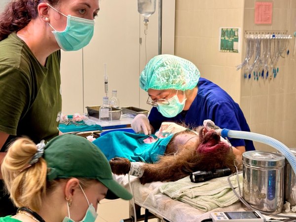 Die WFFT-Veterinärin Dr. Kwan bei ihrer täglichen Arbeit - hier operiert sie einen Bärenmakak. - © Carola Frentzen/dpa