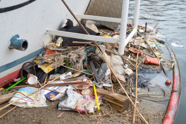In Amsterdam bauen Blässhühner ihre Nester auch auf menschengemachte Untergründe - und mit menschengemachtem Plastik. - © Auke-Florian Hiemstra/dpa