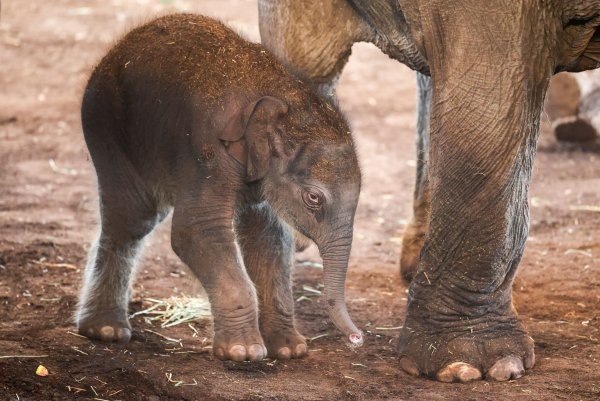 Elefanten-Geburt im Kölner Zoo: Elefanten-Junge ist topfit. - © Christoph Reichwein/dpa