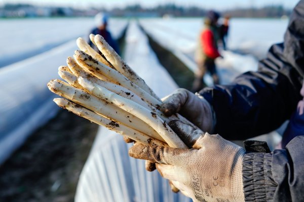 Die Spargelsaison beginnt auch in NRW bald. (Symbolfoto) - © Uwe Anspach/dpa