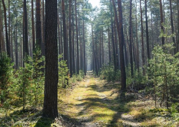 Trockene Wälder wie etwa die Kiefernwälder in Brandenburg haben oft eine hohe Waldbrandgefährdung. - © Patrick Pleul/dpa