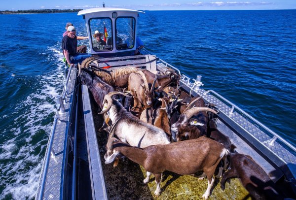 Per Boot werden die 22 tierischen Landschaftspfleger auf die Vogelschutzinsel Walfisch in der Wismarbucht gebracht. - © Jens Büttner/dpa