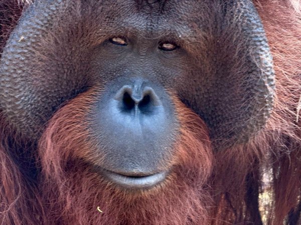 Orang-Utans teilen 97 Prozent ihres Erbguts mit den Menschen und sind sehr intelligent. (Archivbild) - © Carola Frentzen/dpa
