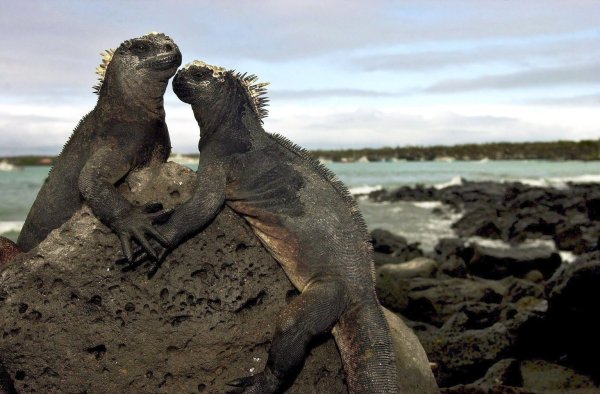 Galápagos-Inseln - © Foto: Guillermo Legaria/efe/epa/dpa