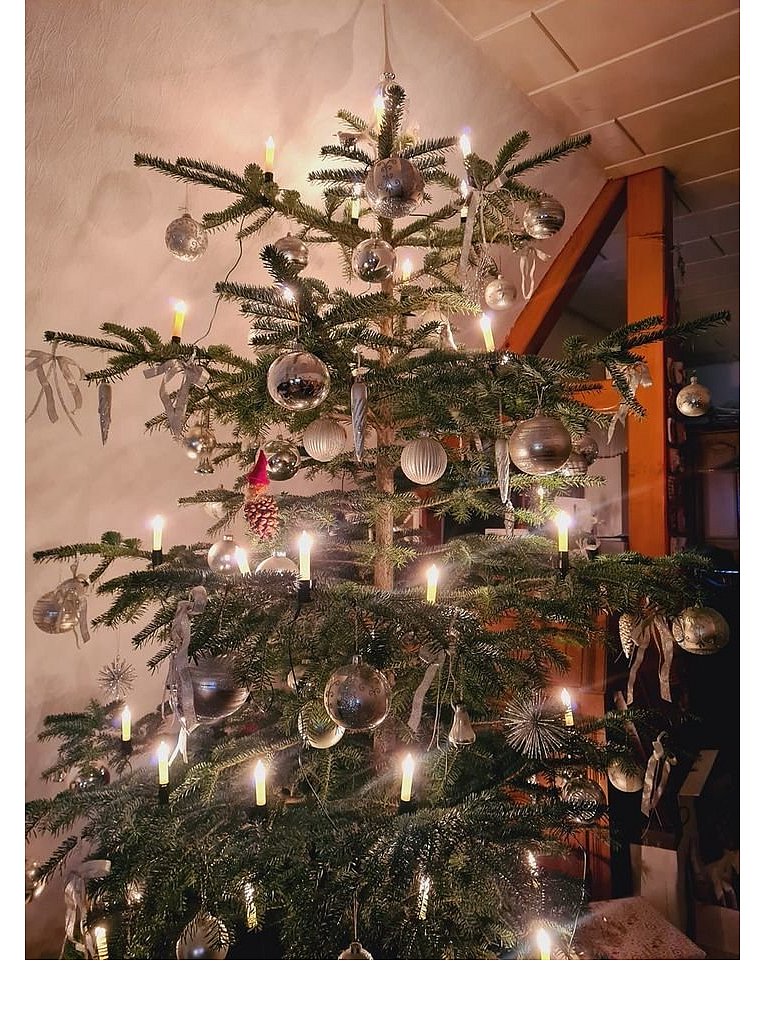 Weihnachtsbäume in Lippe
