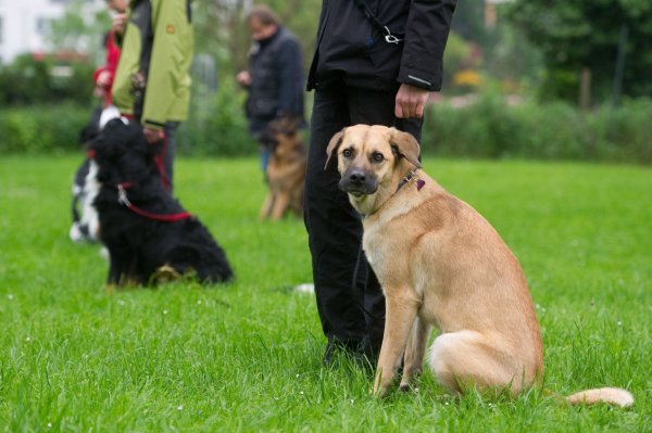 Hunde und Halter - © Foto: dpa