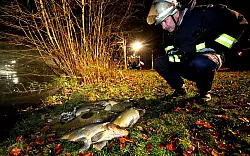 Rund 100 tote Fische trieben an der Wasseroberfl&auml;che des Teichs am Flehmannshof. - &copy; FOTO: SARAH JONEK