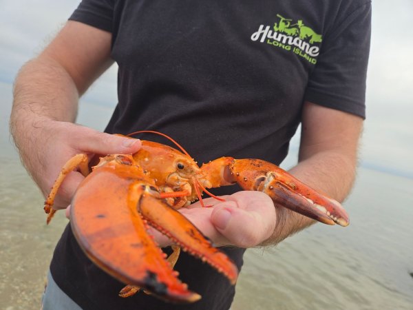 Ein aufmerksamer Kunde entdeckte den seltenen Hummer und alarmierte Tierschützer. - © -/Humane Long Island/dpa