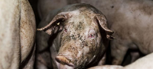 Entzündete Augen: Der Verein Tierretter hat uns dieses und noch weitere weitaus schlimmere Bilde zugespielt, auf den Schweine mit deutlich schwereren Verletzungen zu sehen sind. Diese Aufnahme soll in einem  Betrieb im Kreis Höxter entstanden sein. - © tierretter.de