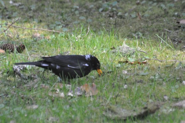 Hier ist ein sogenannter «Amsel-Weißling», eine Amsel mit weißen Flecken, zu sehen. Farbanomalien kommen weltweit und bei vielen Vogelarten vor, vor allem die schwarz gefärbten Arten fallen auf. - © Stefan Bosch/NABU-Landesverband Baden-Württemberg /dpa