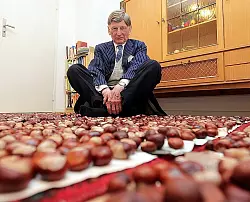 Hermann Peitz im Schneidersitz auf einem Teppich aus mehr als 3.000 Kastanien. Jede einzelne hat er zuvor per Hand gereinigt. Sind die Fr&uuml;chte leicht angetrocknet, f&uuml;llt er sie in handgen&auml;hte Kissen. - &copy; FOTO: WOLFGANG RUDOLF