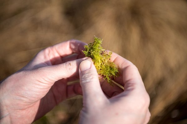 Bauernverbände haben die Sorge, dass Landwirte durch Vorgaben zu sehr eingeschränkt werden könnten. - © Sina Schuldt/dpa
