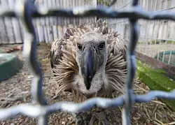 Ein Zwergg&auml;nsegeier schaut aus dm Gehege. - &copy; Vera Gerstendorf-Welle