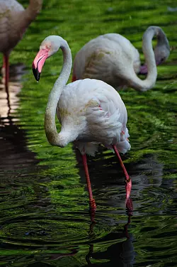 Senioren im Zoo Berlin - &copy; Foto: Gregor Fischer