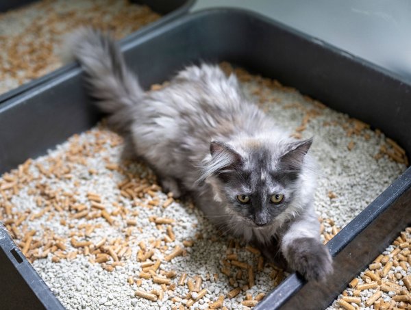 Katzen nehmen saubere Klos besser an. Für eine einfache Reinigung sollte die Streu-Produkte Flüssigkeit gut binden. - © Monika Skolimowska/dpa