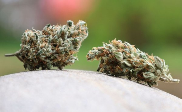 Am 1. April 2024 war das Cannabis-Gesetz in Deutschland in Kraft getreten. - © Karl-Josef Hildenbrand/dpa