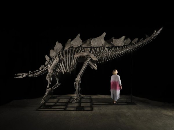 Das etwa sechs Meter lange und 3,50 Meter hohe Stegosaurus-Skelett mit dem Spitznamen «Apex». - © Matthew Sherman/Sotheby\\\'s/dpa