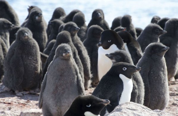 Adeliepinguine und ihr Nachwuchs. - © ---/kyodo/dpa