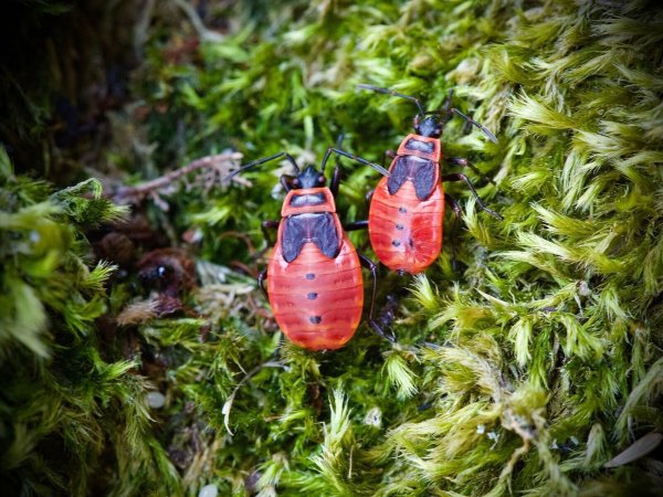 Die Feuerwanze lebt meist am Boden und ist ungefährlich. Die schwarz-roten Tiere treten zumeist in Gruppen auf und kündigen den Frühling an. - © Soeren Stache/dpa-Zentralbild/dpa