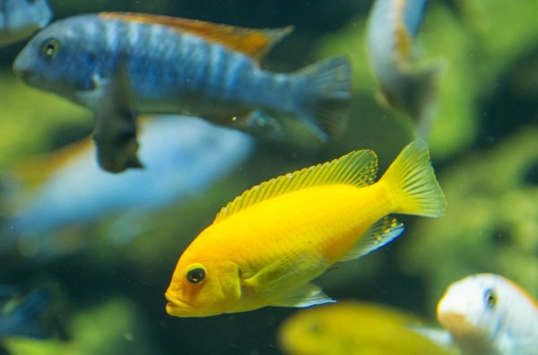Futterversorgung von Zierfischen - © Foto: Friso Gentsch