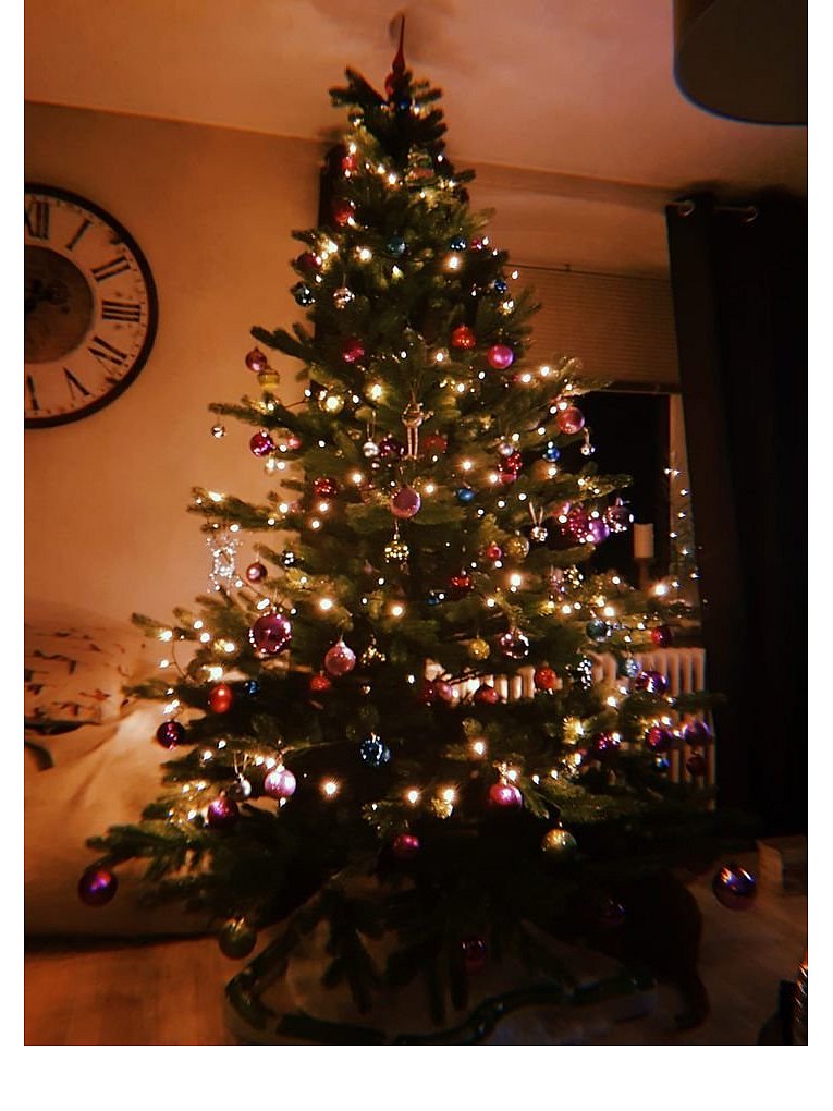 Weihnachtsbäume in Lippe