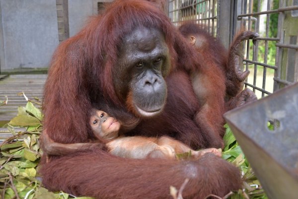 Supermama Du kümmert sich nun um zwei Kinder - und bekommt im Rettungszentrum Nyaru Menteng Unterstützung. - © Bos Foundation/dpa