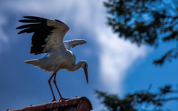 Erst vor rund 1000 Jahren kam der Storch nach Norddeutschland (Archivbild) - © Jens Büttner/dpa