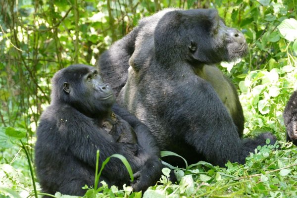 Auch Gorilla-Weibchen können – trotz des extremen Größen- und Kraftunterschieds – Konflikte für sich entscheiden. - © Martha Robbins/EurekAlert/dpa