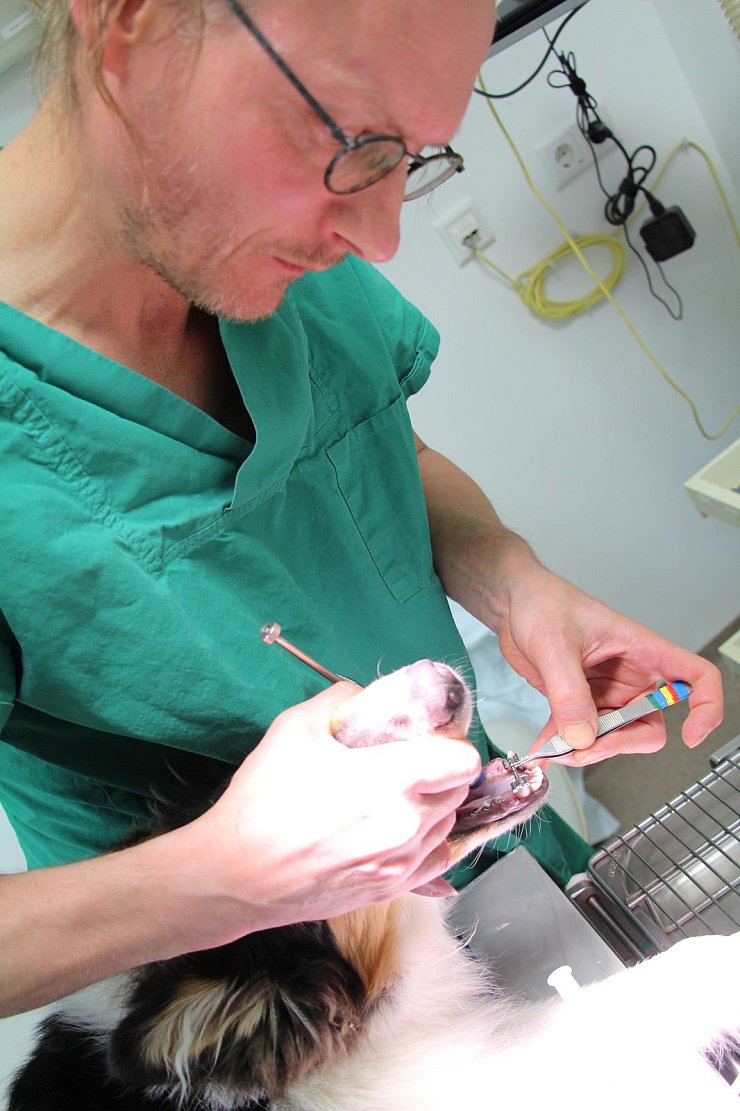 Besuch in Bielefelder Tierklinik Wenn Hunde eine Zahnspange brauchen
