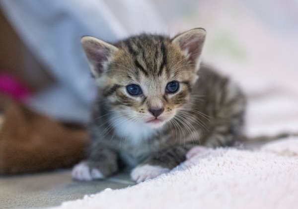 Eine junge Katze liegt in ihrem Gehege in einem Tierheim. - © Monika Skolimowska/dpa/Symbolbild
