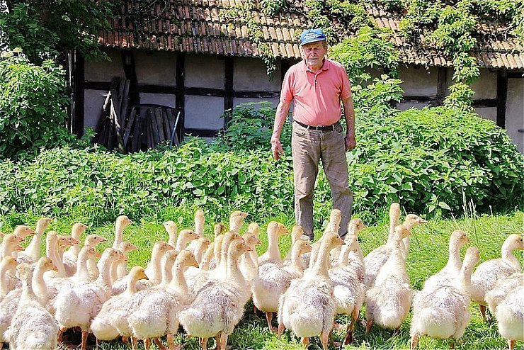 Wie man das liebe Federvieh pflegt und hütet, hat Heinz Blaurock schon als kleiner Junge in Masuren gelernt. Auf seinem Hof in Pottenhausen ist der 81-jährige Landwirt nach wie vor täglich im Einsatz. - © Foto: Stork