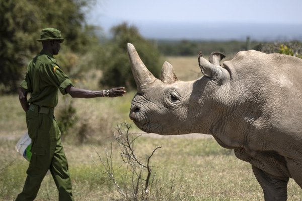 Rettung von Nashorn-Unterart - © Foto: Ben Curtis/AP