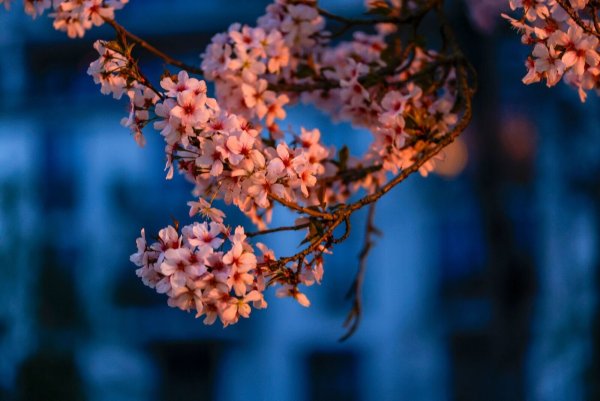 Die prächtige Blüte der japanischen Zierkirsche hat begonnen. - © Thomas Banneyer/dpa