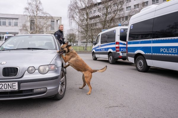 Ein Spürhund im Einsatz bei einer Polizeirazzia im Münsterland. - © Guido Kirchner/dpa
