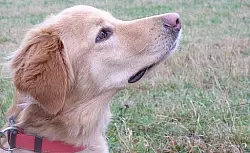 Brijana entgeht 

nur knapp Giftattacke - &copy; PETERSHAGEN