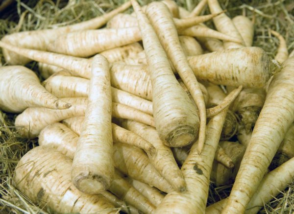 Wurzelpetersilie schmeckt auch roh - © Foto: Andrea Warnecke/dpa-tmn