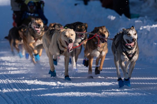 Die Hunde des Teams von Riley Dyche beim Start des Iditarod-Hundeschlittenrennens in Anchorage. - © Loren Holmes/Anchorage Daily News via AP/dpa