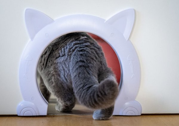 Von Schwanz bis Ohren: Die Körpersprache von Katzen verrät viel. - © Kristin Schmidt/dpa-Zentralbild/dpa