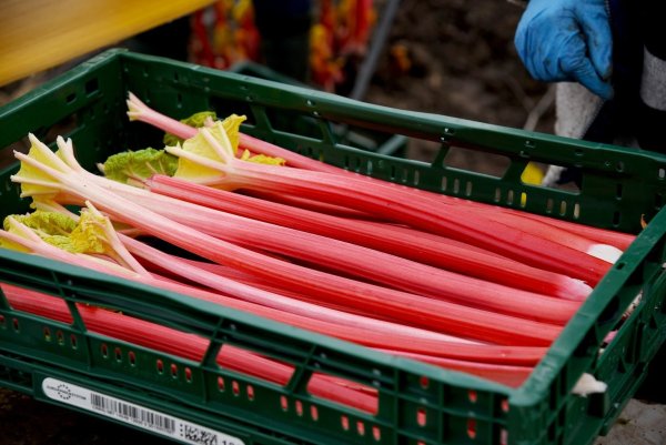 Beim Rhabarber auf die Farbe achten - © Foto: Henning Kaiser/dpa/dpa-tmn