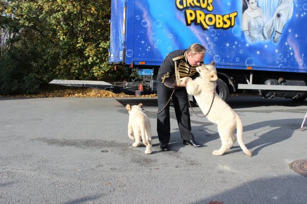 Beliebt: Dem Charme der weißen Löwenbabys kann kaum jemand widerstehen. Tierlehrer Ludvik Berousek zieht sie mit der Flasche groß, nachdem ihre Mutter sie nicht angenommen hat. - © Grote