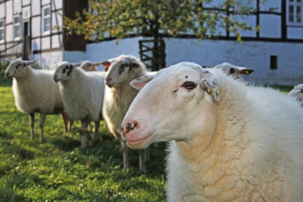 Die Schafe im Freilichtmuseum Detmold bekommen am Sonntag beim „Aktionstag Schafschur“ ihre „Sommerfrisur“. - © LWL/Jähne
