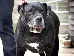 Amy ist zwar etwas moppelig um die Hüften, aber in Summe eine stattliche Erscheinung! - © Andreas Frücht