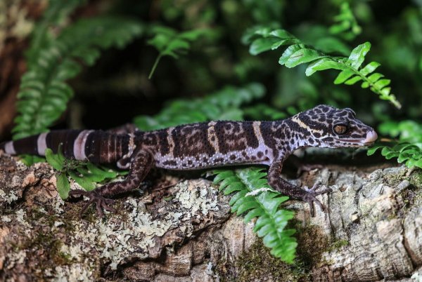 Ein Tigergecko sitzt im Zoo in Köln auf einem Baumstamm. - © Oliver Berg/dpa/Archivbild