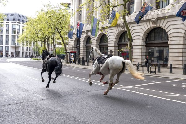 Die entlaufenen Pferde in London in der Nähe von Aldwych. - © Jordan Pettitt/PA/dpa