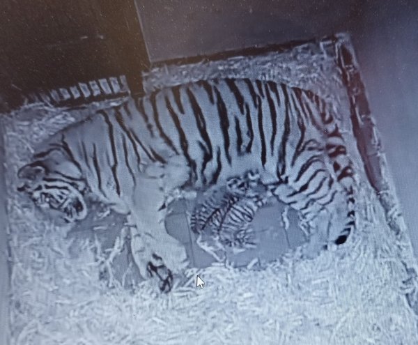 Das undatierte Foto einer Webcam zeigt Amurtiger-Mutter «Katinka», die mit ihren beiden neugeborenen Jungen in der Wurfhöhle liegt. - © Alexander Sliwa/Kölner Zoo/dpa