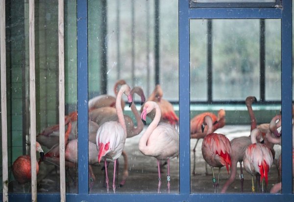 Die Flamingos im Zoo Berlin sind während der aktuellen Minusgrade in einem Stall untergebracht. Mit ihren grazilen Beinen könnten sich die Tiere an scharfkantigem Eis Verletzungen zuziehen oder ausrutschen. - © Jens Kalaene/dpa